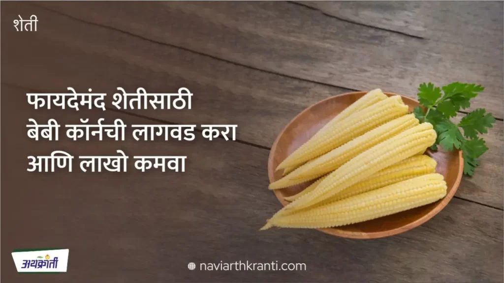 how-to-earn-lakhs-with-baby-corn-farming