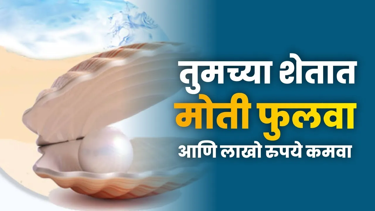 तुमच्या शेतात मोती फुलवा आणि लाखो रुपये कमवा