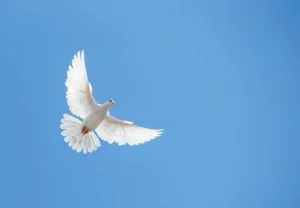 Spread-Your-Wings