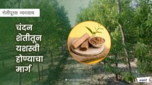 chandan-plantation-guide-maharashtra