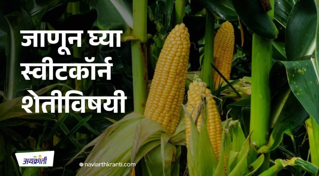 all-you-need-to-know-about-sweet-corn-farming