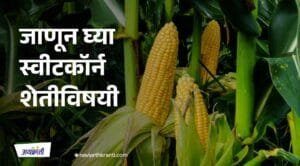 all-you-need-to-know-about-sweet-corn-farming