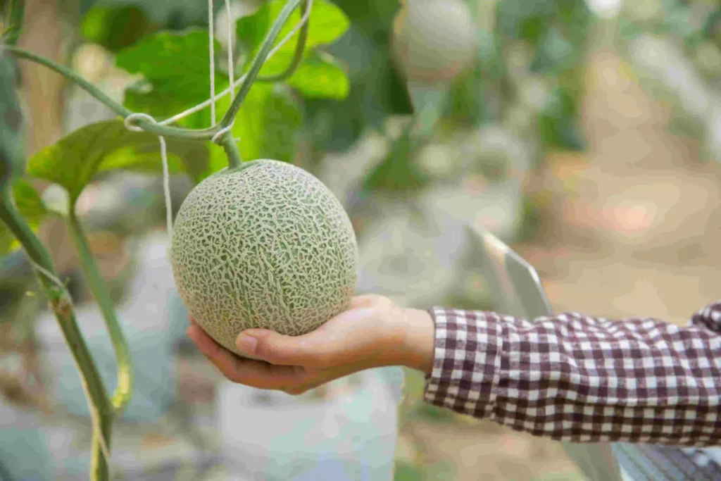 a-complete-guide-to-muskmelon-farming