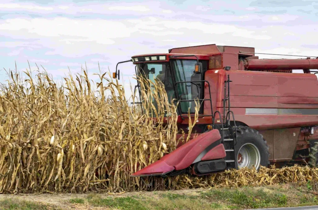 All-you-need-to-know-about-sweet-corn
