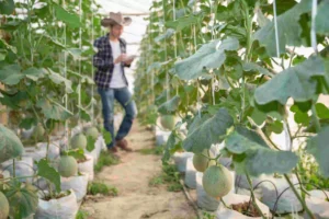 a-complete-guide-to-muskmelon-farming