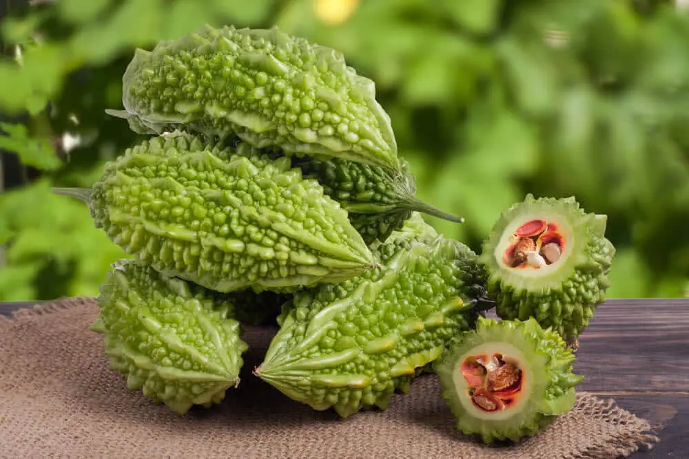 Step-by-Step Guide to Growing Bitter Gourds
